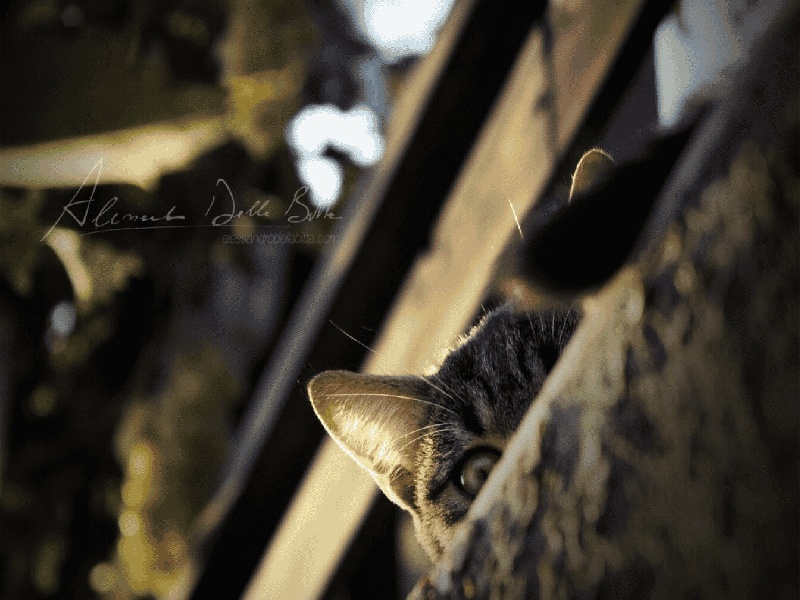 加粗玻璃试管（彩虹试管奶爸）