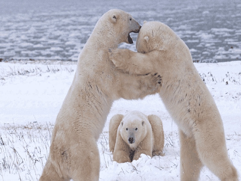 <strong>北京试管常用促排卵药物（吃着甲亢要做试管）</strong>